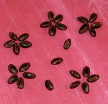 Guanacaste Seed Natural Beads - Natural Artist